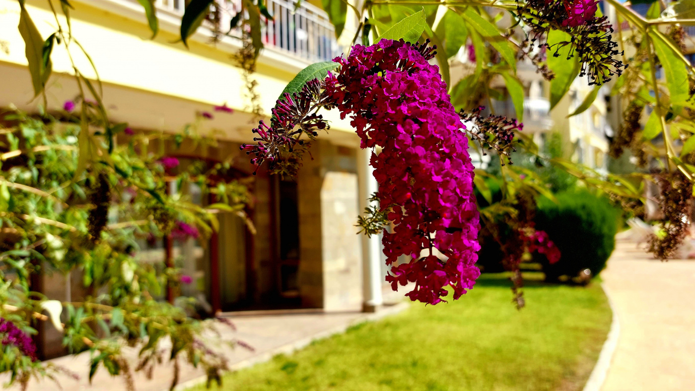 Summer Dreams Aparthotel